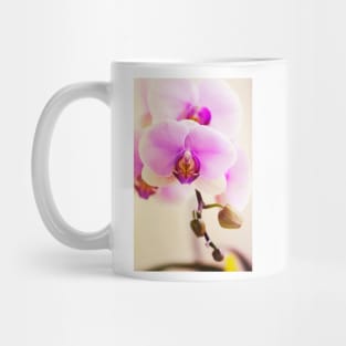 Phalaenopsis Hinamatsuri 'Blushing Bride' (C007/3241) Mug